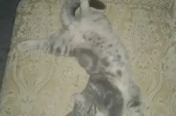 Кошки потеряшки, Ессентуки, фото: Потеряшка кошка, Ессентуки