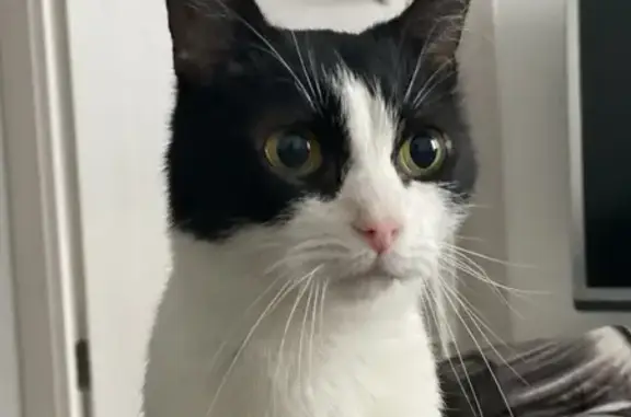 Найдена кошка, Люберцы