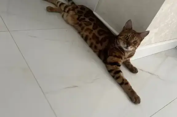Пропала кошка