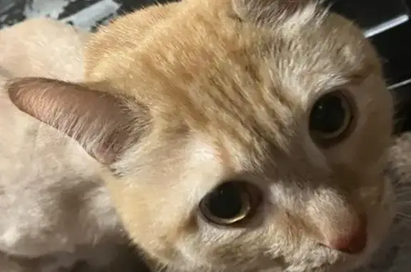 Найдена кошка, Тюмень, фото: Кошка найдена: ул. Пражская, 51к2, Тюмень