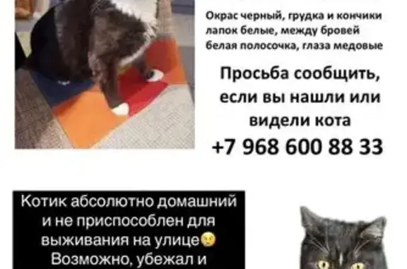 Пропала кошка, Владимир