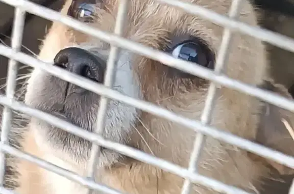 Найдена собака, , фото: Собака найдена: Алкино, Татарстан