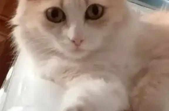 Кошки потеряшки, Дивногорск, фото: Потеряшка кошка, ул. Гидростроителей, 18