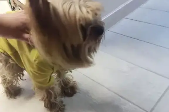 Найдена собака, Аргаяш, фото: Йоркширский терьер найден: ул. Гагарина, 47