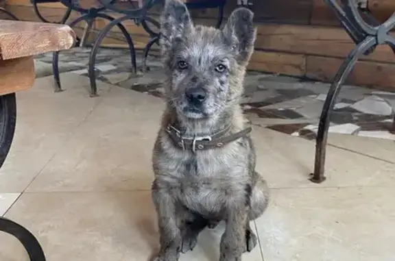 Серый щенок найден, Автобусная 27, Хабаровск