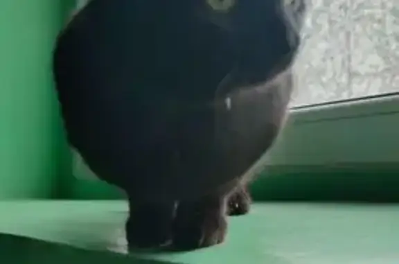 Найдена кошка, Благовещенск, фото: Черная кошка найдена на Институтской, 30