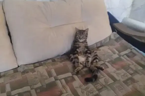 Потерянные животные Мариинск, фото: Пропала кошка, ул. 8 Марта, 4, Мариинск