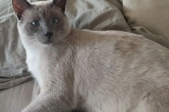 Пропала кошка