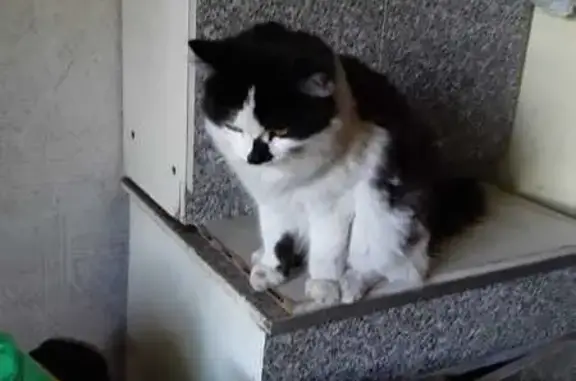 Найдена кошка, Красноярский край, фото: Найдена кошка, Красноярский край