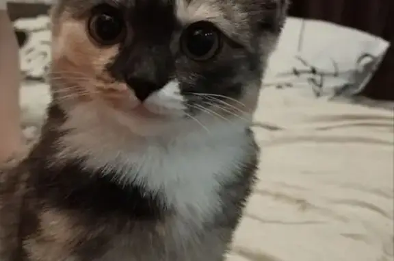 Пропала кошка, Реж