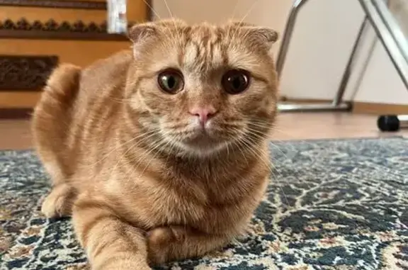 Пропала кошка