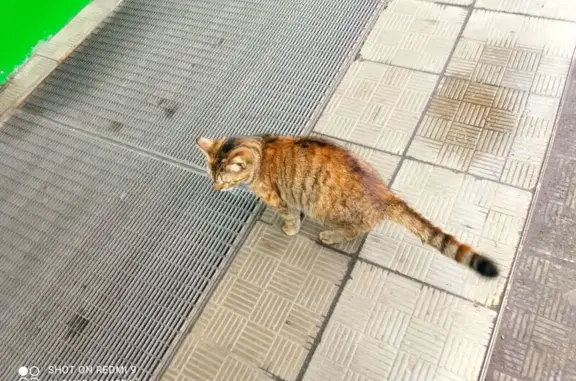 Найдена кошка, Люберцы