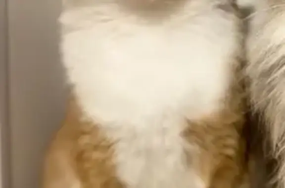 Кошки потеряшки, Заречный, фото: Потеряшка кошка на Алещенкова 3, Заречный