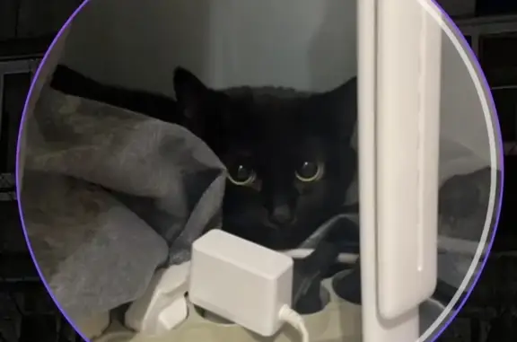 Кошки потеряшки, Ухта, фото: Потеряшка кошка, Ухта