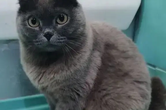 Кошки потеряшки, Горно-Алтайск, фото: Потеряшка кошка, Коммунистический 149, Г-А