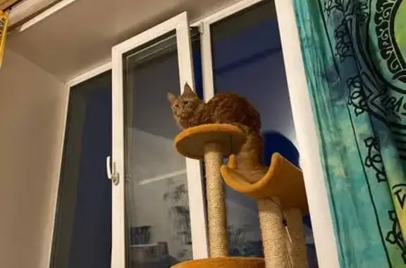 Кошки потеряшки, Барнаул, фото: Потеряшка кошка, ул. Советская, 11, Барнаул