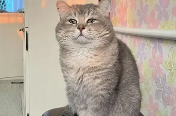 Пропала кошка, Вихоревка