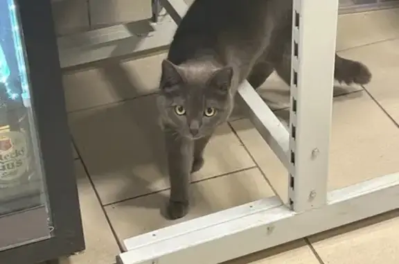Найдена кошка, Ижевск, фото: Найдена кошка, Ижевск