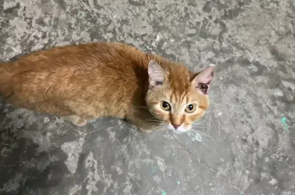 Найдена кошка, Сыктывкар, фото: Найдена кошка, Сыктывкар