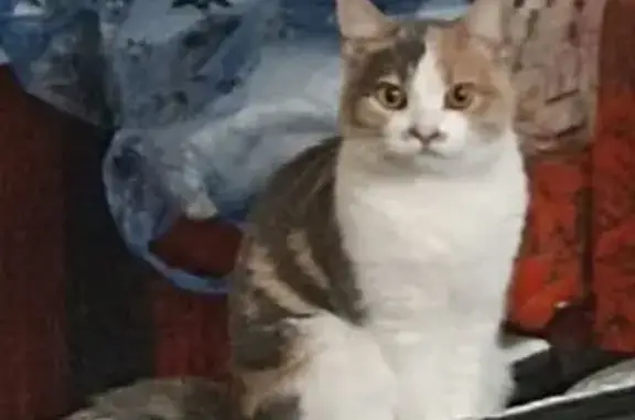 Кошки потеряшки, Нижний Новгород, фото: Потеряшка кошка, Кудьминская ул. 1, Н. Новгород