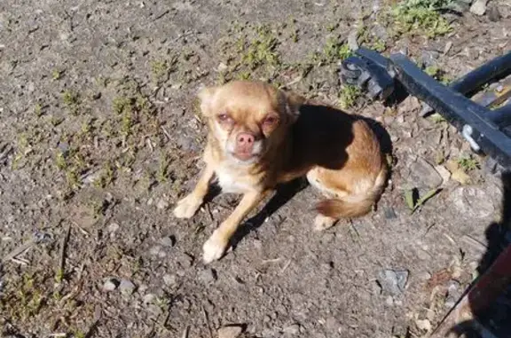 Найдена рыжая собака, Курск, обл.