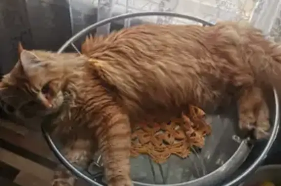 Кошки потеряшки, Южа, фото: Потеряшка кошка, Южа