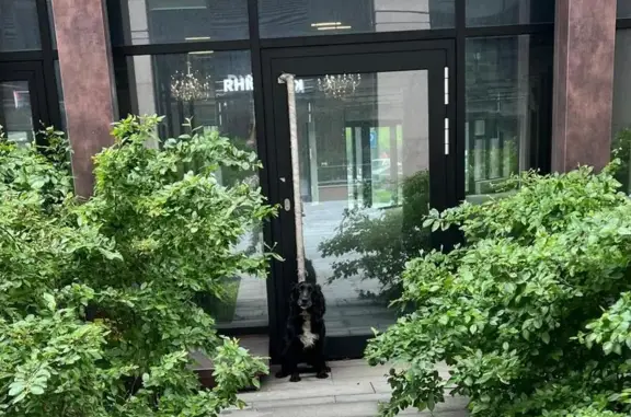 Найдена собака, Москва