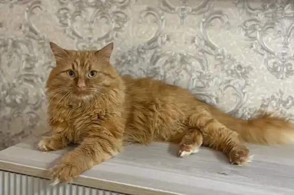 Пропала рыжая кошка, Уварово, Революционная 31 - photo