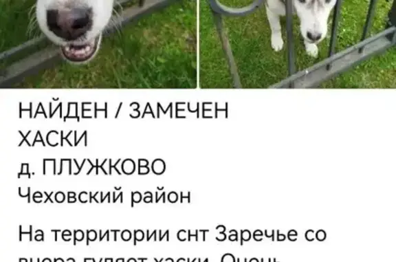 Найдена собака