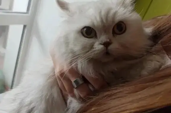 Найдена кошка, Кострома, фото: Найдена кошка, Кострома