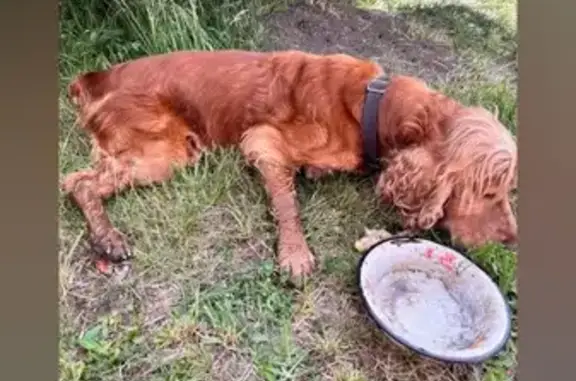 Найдена рыжая собака, Усманская ул, 2