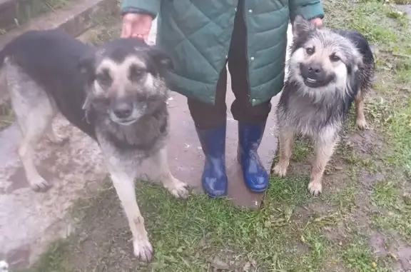 Собаки найдены в Чамово, Смоленская обл. - photo