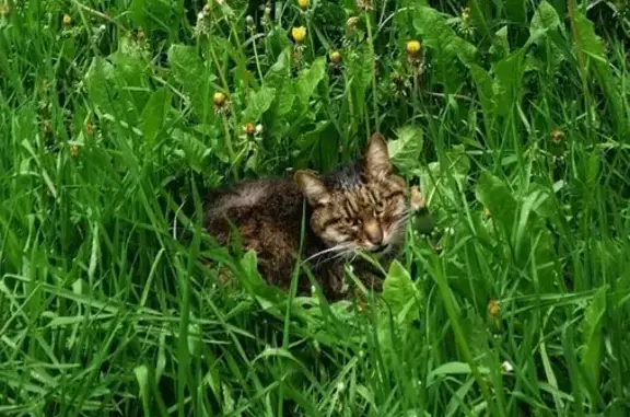 Кошка найдена: Первомайская, 28, Уфа