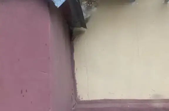 Ласковая кошка найдена: ул. Петрова, 2