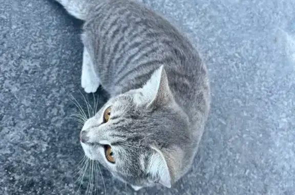 Потеряна кошка, Сухая Орлица, Орловская обл.