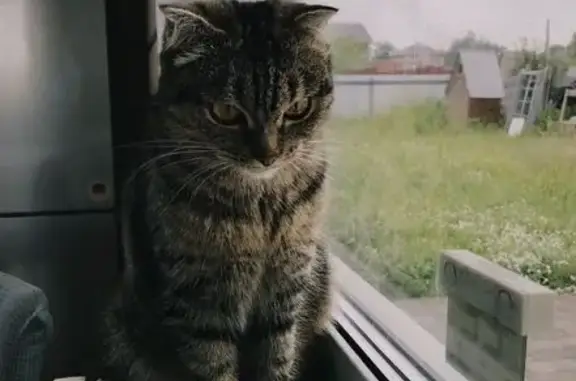 Пропала кошка