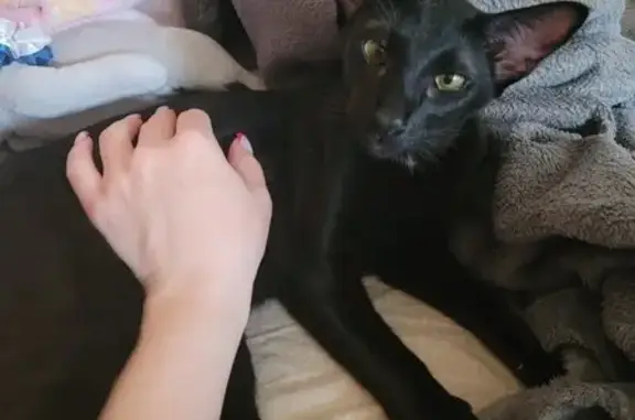 Кошки потеряшки, Ростов-на-Дону, фото: Потеряшка кошка, 1-я Баррикадная, 9, Ростов-на-Дону