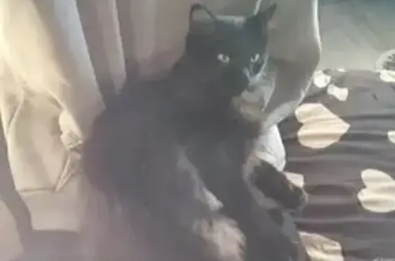 Пропала кошка