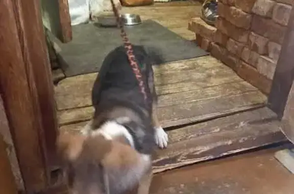 Собака найдена: ул. Фурманова, 25А, Смоленск