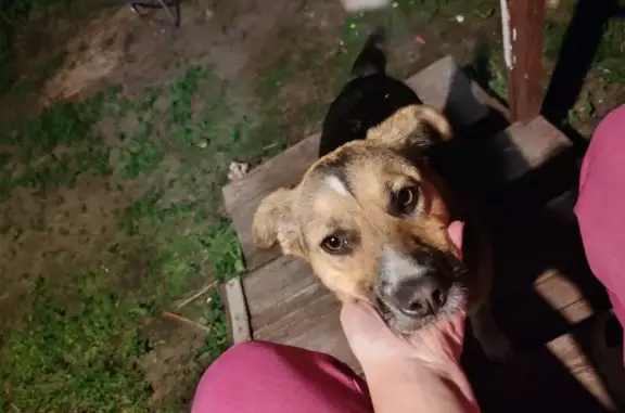 Щенок найден: Чижовская, 24, Воронеж