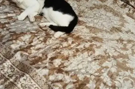 Пропала кошка
