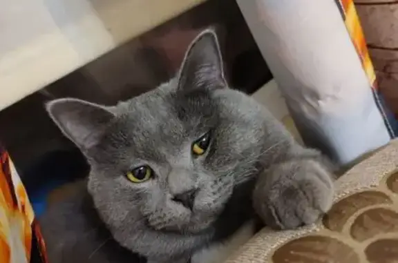 Потерянные животные Оренбург, фото: Пропала кошка, Беляевская 45, Оренбург