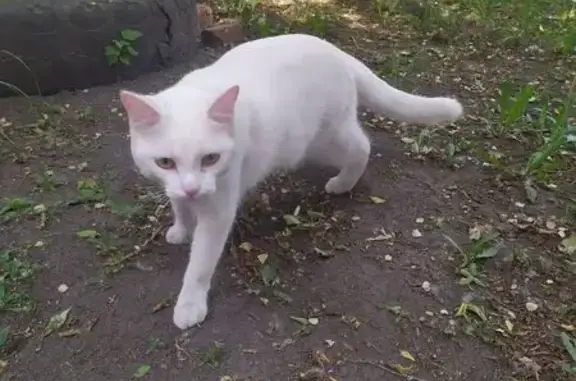 Пропала кошка, Абакан