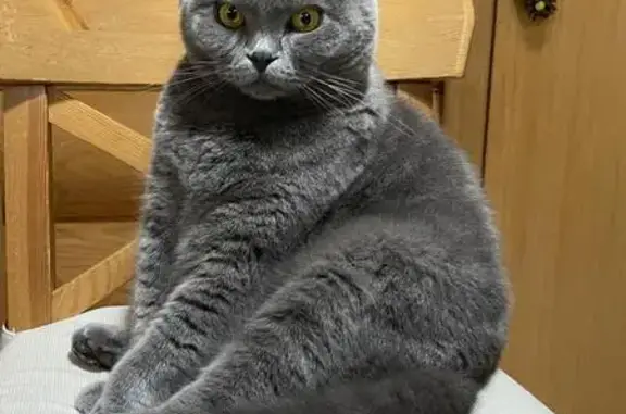 Кошки потеряшки, Половинный, фото: Потеряшка кошка, ул. Мира 12, Половинный