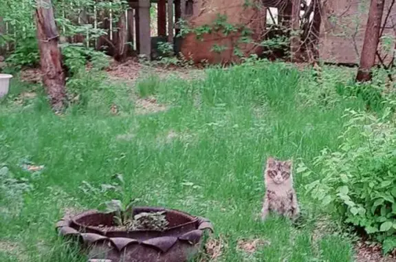 Найдена кошка, Ангарск, фото: Найдена кошка, Ангарск