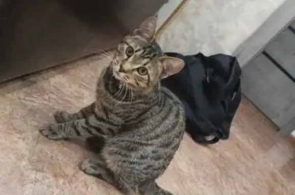 Найдена кошка, , фото: Найдена кошка