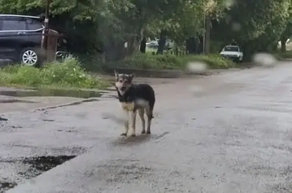 Найдена собака, Черепаново, фото: Собака ждет на Садовой, 11, Черепаново