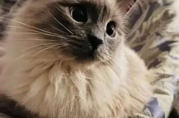 Пропала кошка, Ишим