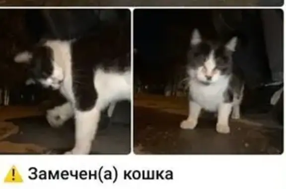 Найдена кошка, Москва