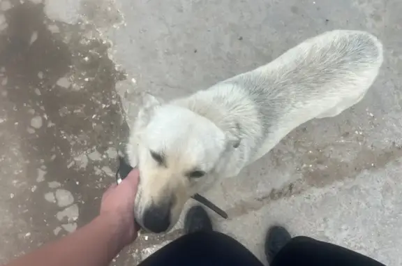 Найдена собака в Трусово, МО